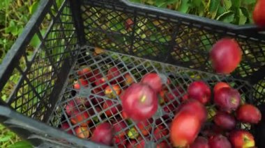 Plastik kutuyu taze toplanmış elmalarla dolduruyorum.