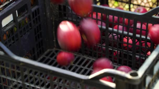 Rote Äpfel fallen bei Saisonarbeiten in Plastikbox — Stockvideo