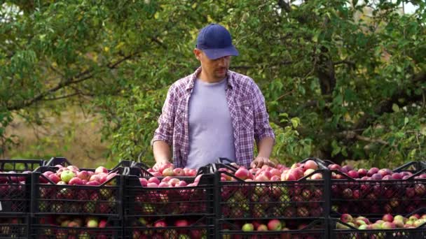 Glad bonde visar tummen upp nära lådor med äpplen — Stockvideo