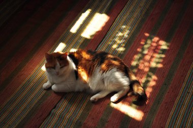 Kedi evde yerde yatıyor.