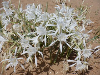 Bahçedeki güzel çiçekler