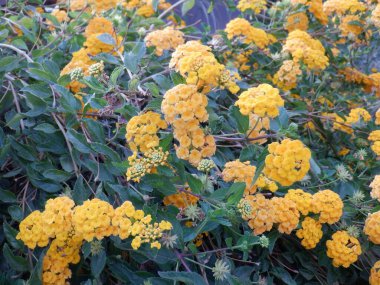 Bahçedeki güzel sarı çiçekler