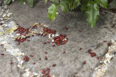 Bir taş zemin üzerine siyah noktalı kırmızı asker hata. Bir buket kırmızı böcekler ya da askerlerin hataların güneşte ısıtılır. Sonbahar sıcak kırmızı böcekler askerler. Böcek (Spilostethus pandurus) kırmızı böcekler asker 13-15 mm