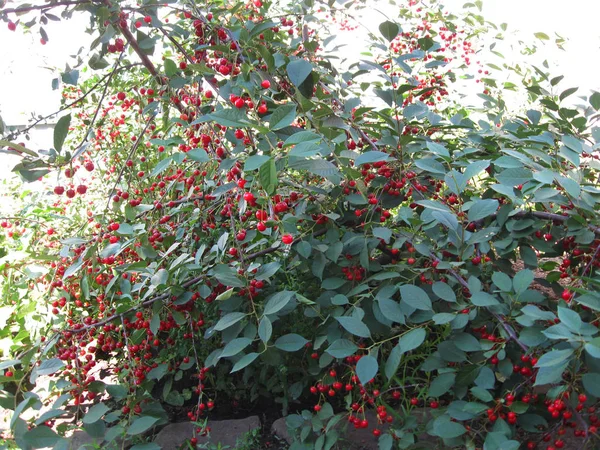 Olgun Berry, bir şube üzerinde Çinli kiraz