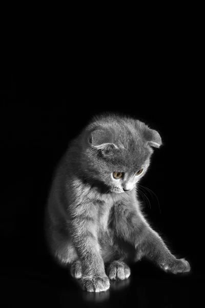 Grijze scottish fold kat op een zwarte achtergrond — Stockfoto