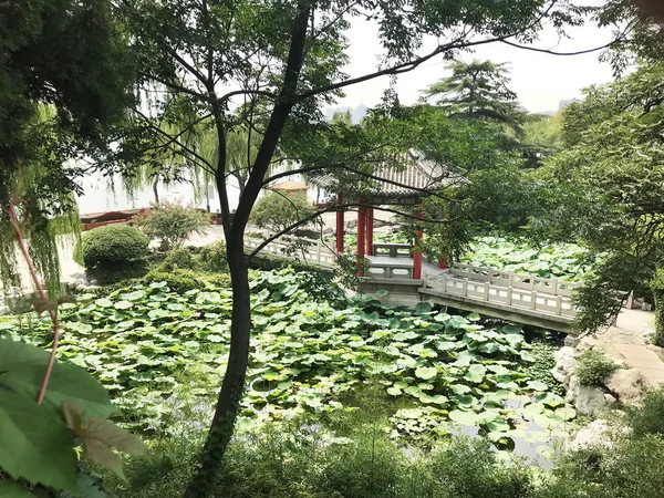 Chinese tuin met waterlelies en lotus op de achtergrond van — Stockfoto