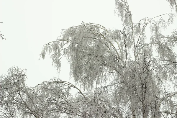 Äste von Bäumen, die mit Schnee bedeckt sind. Winterlicher Hintergrund — Stockfoto
