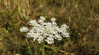 Yeşil bir çayır üzerinde beyaz çiçekler ile Yarrow
