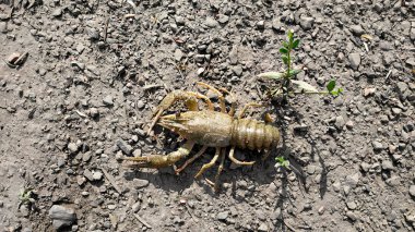 Yeryüzünde canlı kerevit