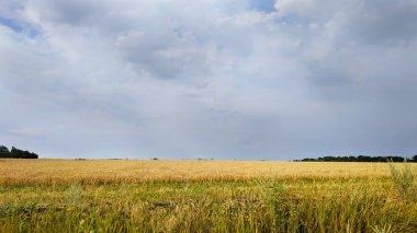 peyzaj bozkır, orman-bozkır, buğday ile alan