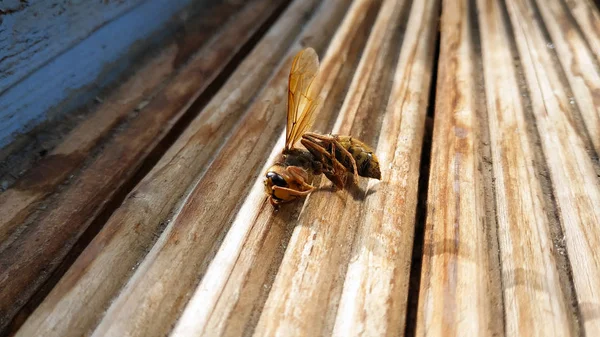 Ölü wasp kadar yakın güzel sarı. Wasp ölü güzel