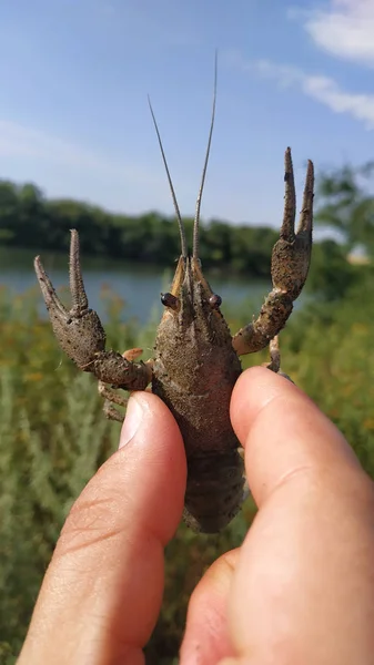 Levende rivierkreeft in de hand — Stockfoto