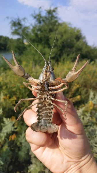 Levende rivierkreeft in de hand — Stockfoto