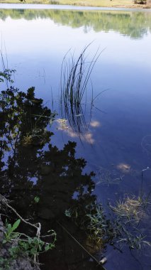 Güneşli havalarda gölde yeşil sazlar