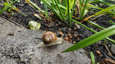 Taş kaldırımda yağmurda salyangoz. Yağmurda bir salyangoz 