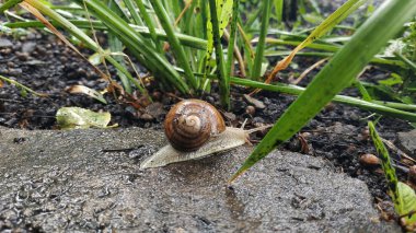 Taş kaldırımda yağmurda salyangoz. Yağmurda bir salyangoz 