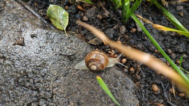 Taş kaldırımda yağmurda salyangoz. Yağmurda bir salyangoz 