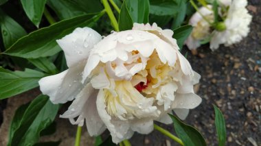 Su damlaları ile blooming ombre soluk pembe şakayık. Çiçek sonra th