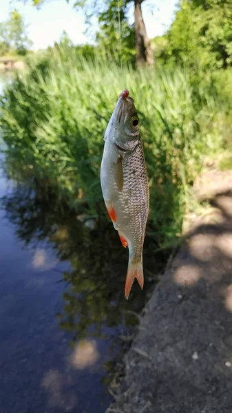 リーの背景に釣り竿に引っ掛かる小さな魚 — ストック写真