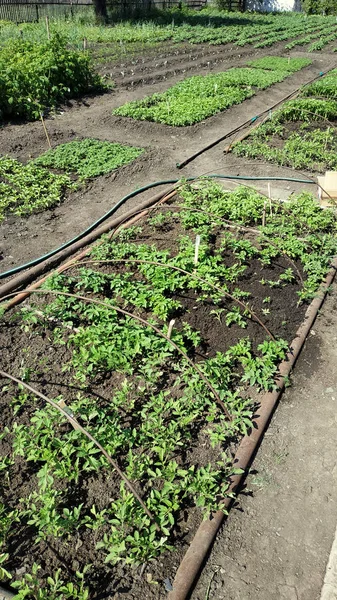 Sebzeli yeşil bahçe yatakları.