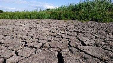 Arka planda yeşil kamışlarla çatlamış zemin