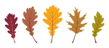 Sonbahar meşe yaprakları. Beyaz arka planda izole edilmiş çeşitli rengarenk yaprakların toplanması. Düz bir şekilde elle çizilmiş vektör çizimi. Sonbahar tasarımı için botanik elementler