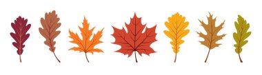 Renkli sonbahar yaprakları. Çeşitli sonbahar yapraklarının toplanması beyaz arka planda izole edildi. Düz bir şekilde elle çizilmiş vektör çizimi. Sonbahar tasarımı için botanik elementler