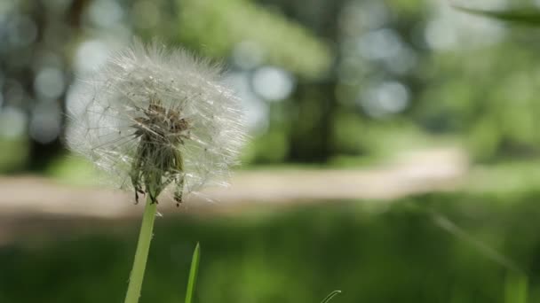 Paardebloem zaad hoofd, op een onscherpe achtergrond, close-up. — Stockvideo