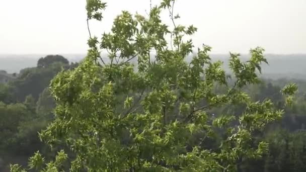 Ramas de árboles en fuerte viento — Vídeos de Stock