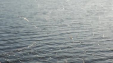 Örümcek ağı su arka plan yaz video.