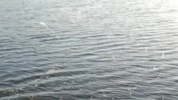 toile d'araignée sur l'eau fond vidéo d'été .