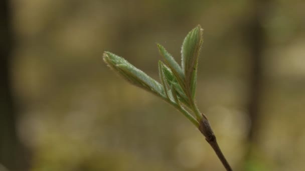 Close-up van de mooie jonge groene bladeren. Lente zonnige natuur achtergrond. — Stockvideo