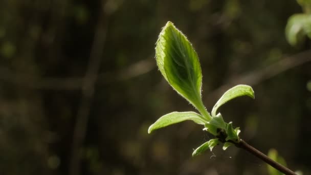 Vista da vicino di belle foglie verdi giovani. Primavera sfondo natura soleggiata . — Video Stock