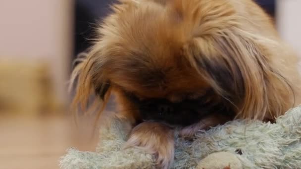 Γκρο πλαν πλάνο του σκύλου που δαγκώνει και παίζοντας κουβέρτα. — Αρχείο Βίντεο