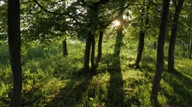 Ağaçların arasından parlayan güneş ışık.