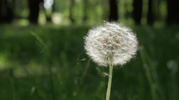 Dandelion Seed Head ,on blurry background, close-up. — Stock Video