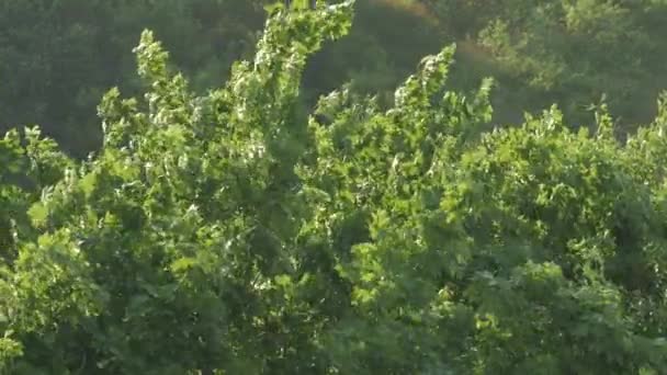 Ramas de árboles en fuerte viento — Vídeo de stock