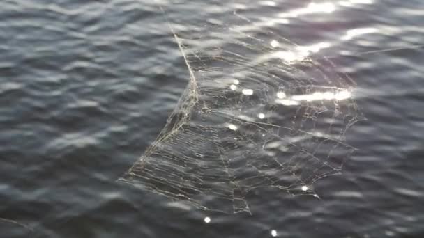Spinnennetz auf dem Wasser Hintergrund Sommer. — Stockvideo
