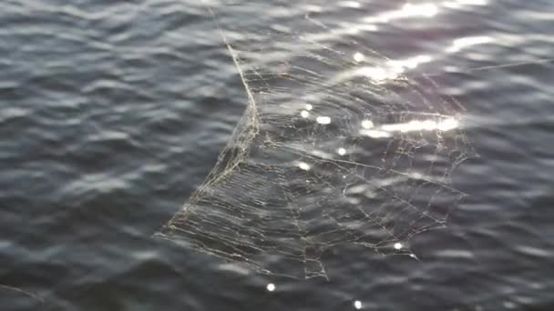 Toile d'araignée sur l'eau fond été . — Video