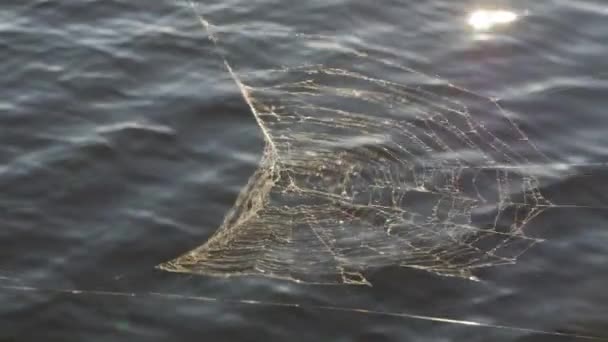 Spinnennetz auf dem Wasser Hintergrund Sommer. — Stockvideo