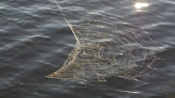 Spider Web On The Water Background Summer. — Stock Video