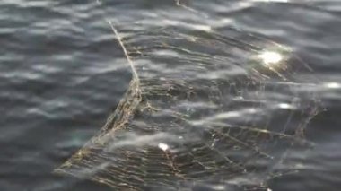 Örümcek ağı üzerinde su arka plan yaz.