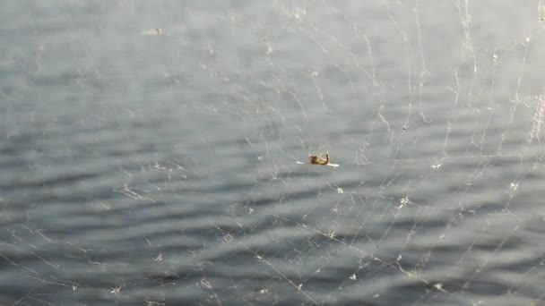 Pavučina na pozadí vody. — Stock video