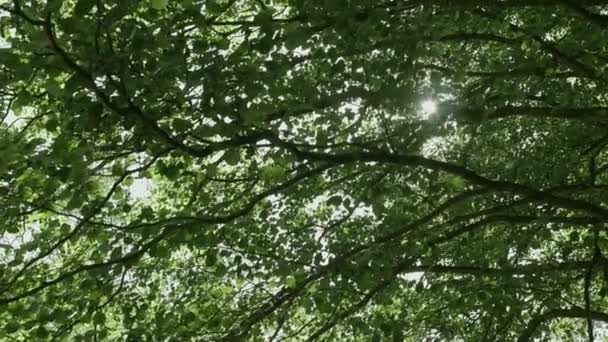 The suns rays make their way through the branches of trees. — Stock Video