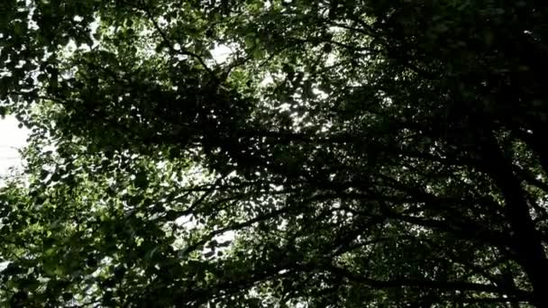 Les rayons du soleil se fraient un chemin à travers les branches des arbres . — Video