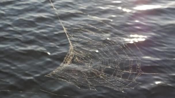 Spinnennetz auf dem Wasser Hintergrund Sommer. — Stockvideo