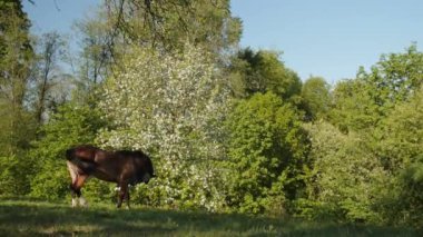 Karşı zemin çiçek açan elma bahçesi, yeşil alan üzerinde at grazes