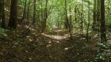 ormandaki bir yolda yürüyen kişisel bakış açısı