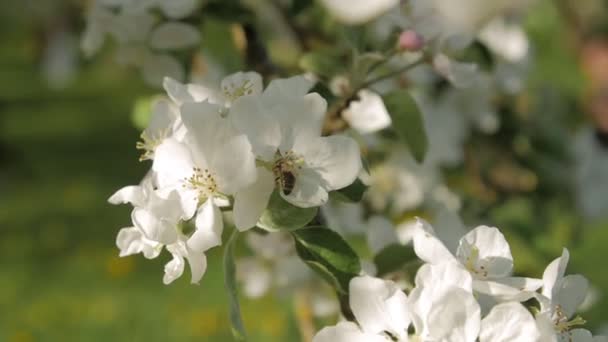 Abeja silvestre en florecimiento rama de manzano. Movimiento lento — Vídeos de Stock