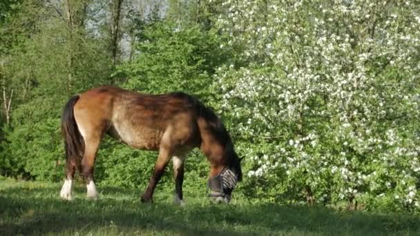 Le cheval broute sur un champ vert sur fond de verger de pommiers en fleurs 